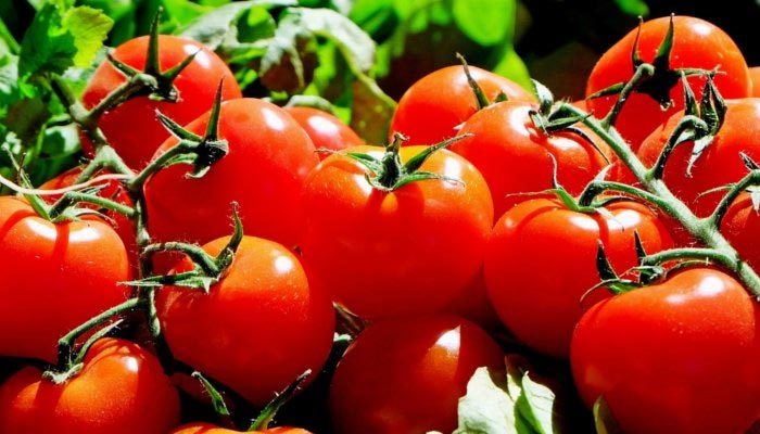 Rusya, Türkiye'den aldığı 20 ton domatesi geri gönderdi