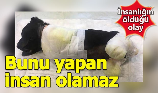 Sakarya'da ayaklarını kestikleri köpeği ölüme terk ettiler