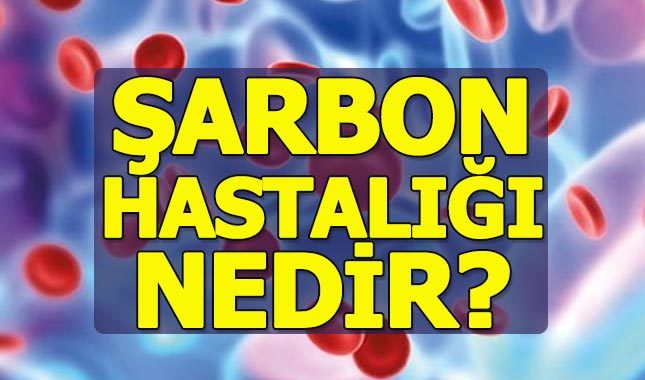 Şarbon nedir bulaşıcı mı - Şarbon hastalığı nedir zararları nelerdir?