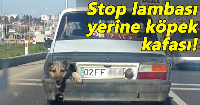 Seyir halinde stop lambası yerine köpeğin kafası