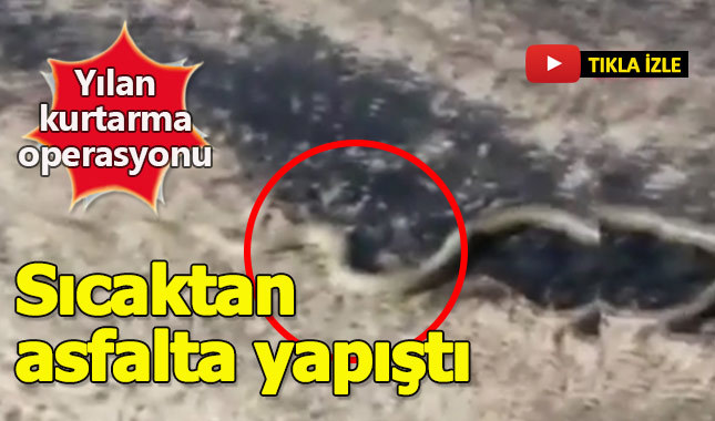 Sıcaktan asfalta yapışan yılanı bakın nasıl kurtardılar
