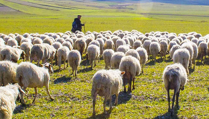 Siirtli sürü sahibi '10 bin lira ile çalışacak personel bulamadık'