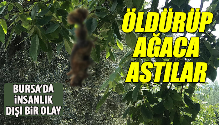Sincapları öldürüp ağaca astılar