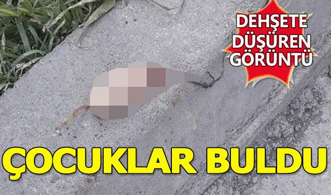 Sokakta 3 kesik parmak bulundu