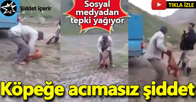 Sosyal medya köpeğe yapılan şiddeti konuşuyor!