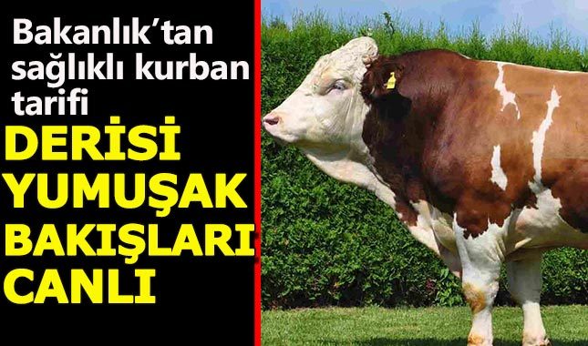 Tarım Bakanlığı'ndan sağlıklı kurbanın tarifi
