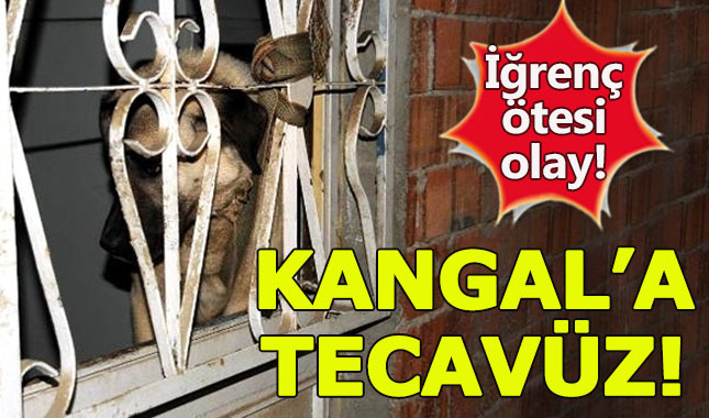Tokat'ta iğrenç olay! Köpeğin ayaklarını bağlayıp tecavüz ettiler