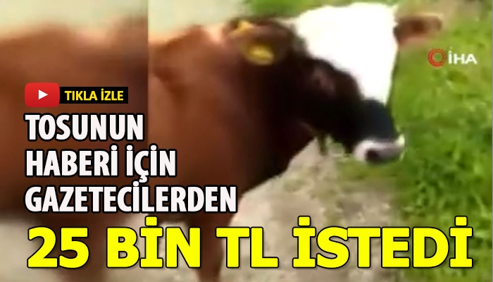 Trabzon'da bir kişi eğitiği tosunun haberi yapılması için 25 bin TL istemesi