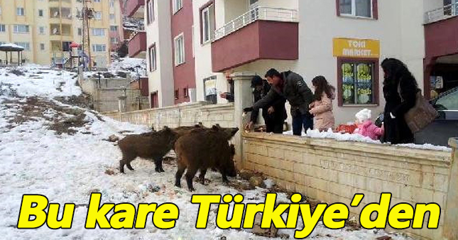 Tunceli'de mahalleye inen yaban domuzlarını vatandaş besledi
