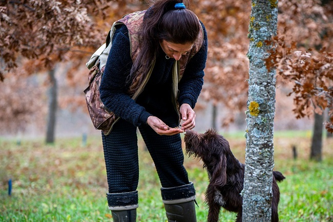 Türkiye'de yalnızca Arcadia Bağları'nda yetiştirilen siyah kış trüfü toprakla buluştu