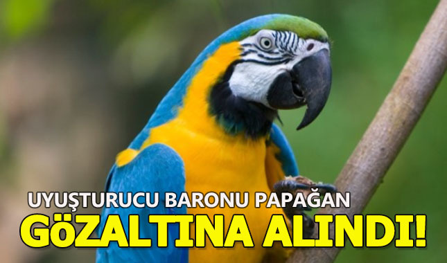 Uyuşturucu baronu papağan gözaltına alındı!