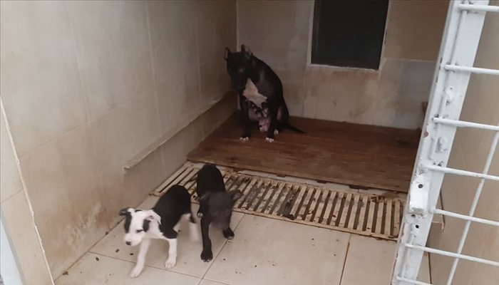 Van'da pitbull besleyen kişiye rekor ceza