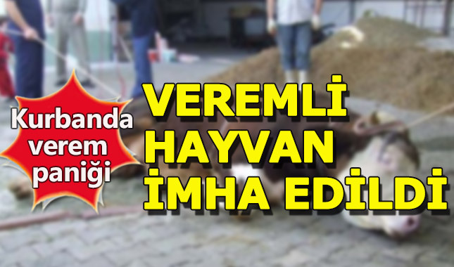 Veremli kurban panik yarattı