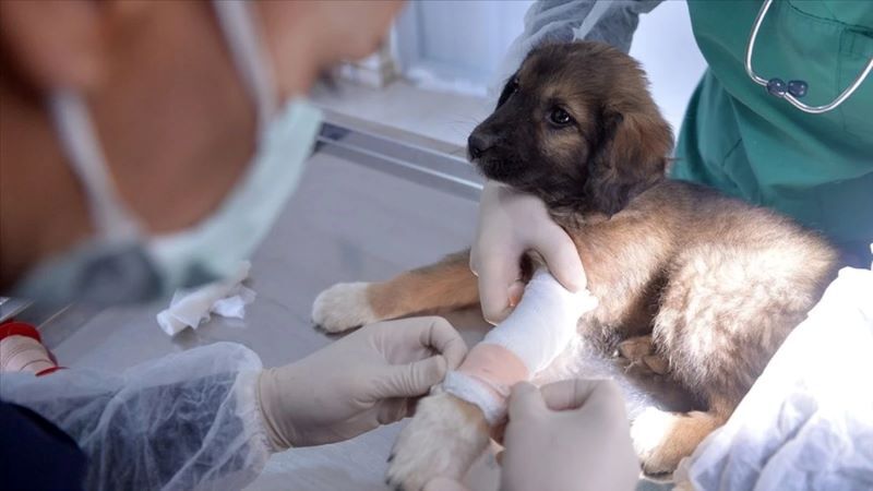 Veterinerler uyardı: "Yaralı hayvanlara hastanelerde müdahale edilemez!"