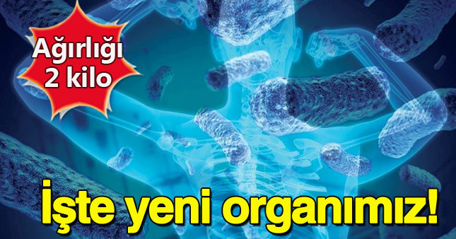 Vücudumuzda yeni organ keşfedildi