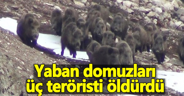 Yaban domuzları 3 DEAŞ teröristini öldürdü