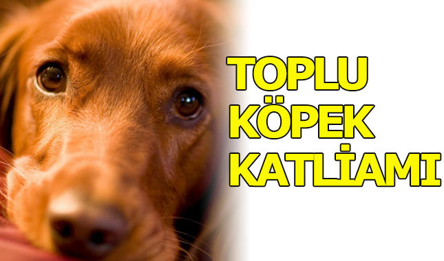 Yalova hayvan barınağında köpek eziyeti