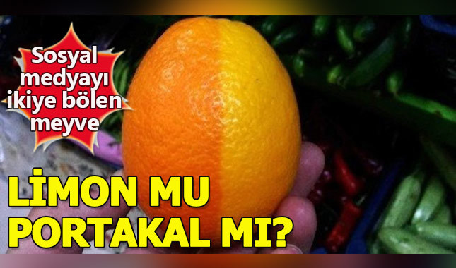 Yarısı limon yarısı portakal meyve görenleri şaşkına çevirdi