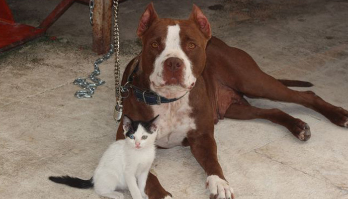 Yavru kediye pitbull sahip çıktı