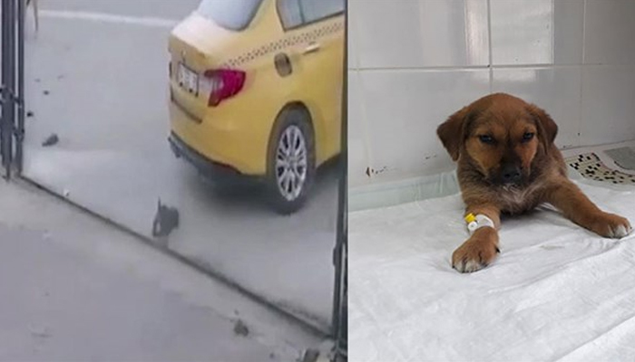 Yavru köpeği ezen taksici kovuldu!