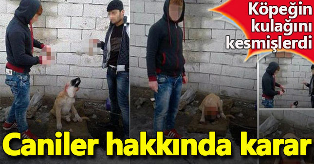 Yavru köpeğin kulağını kesenlerin cezası belli oldu