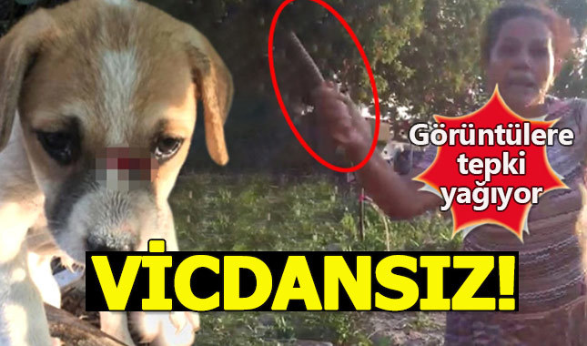 Yavru köpeklere sopayla saldıran kadın hayvanseverleri ayağa kaldırdı
