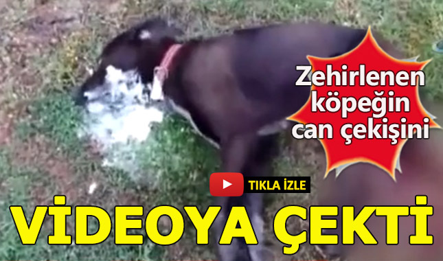 Zehirlenen köpeğin can çekişme anlarını kaydetti