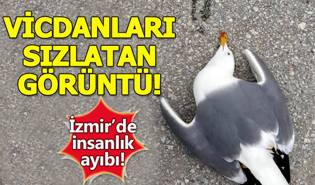 Zehirli makarna ile martı ve köpekleri telef ettiler