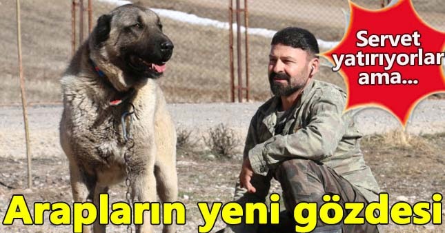 Zengin Araplar Kangal'a para basıyor ama nafile