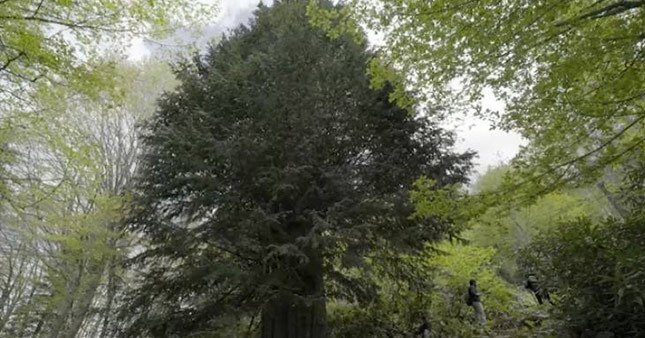 Zongultak'ta 4112 yaşında porsuk ağacı bulundu