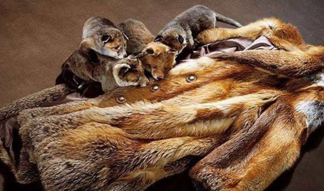 Zoofili nedir | Ne anlama gelir | Kimlere söylenir | Nasıl anlaşışır