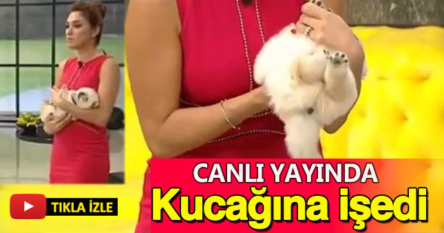 Zuhal Topal'ın kucağına canlı yayında köpek işedi