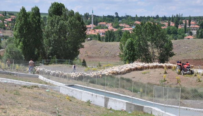 Hayvanlarını "koyun banyosu" ile kenelerden arındırıyorlar