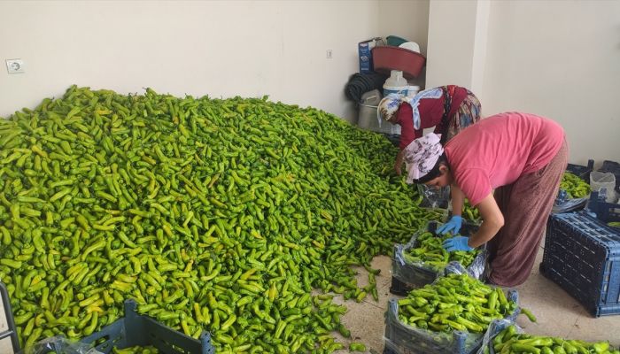 "Mardin'de sebze yetişmez" algısını kırarak atıl arazide 1500 ton domates, biber yetiştirdi 