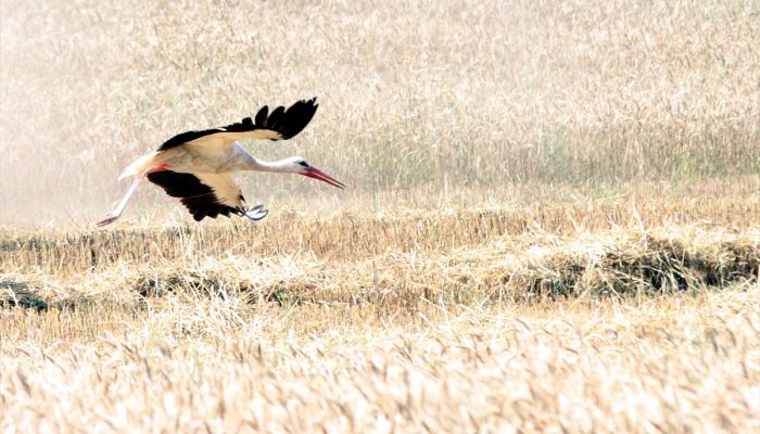 Leyleklerin biçerdöver peşinde çekirge ve böcek avı