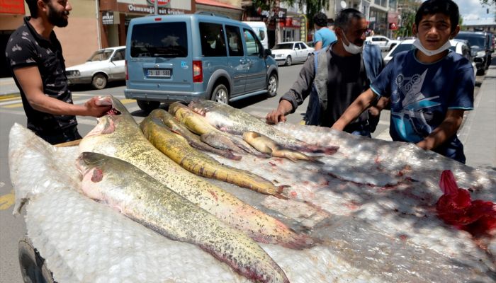 Ardahan'da yakalanan bir metreyi aşkın yayın balıkları ilgi gördü