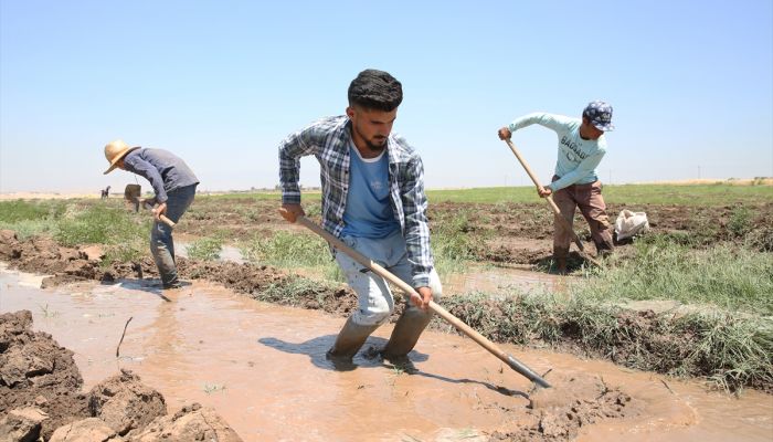 Irak'ta Kovid-19 ve zayıflayan alım gücü nedeniyle çiftçilerin ürünleri tarlada kaldı