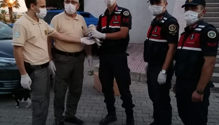 Jandarma ekipleri tarafından bitkin halde bulunan peçeli baykuş koruma altına alındı
