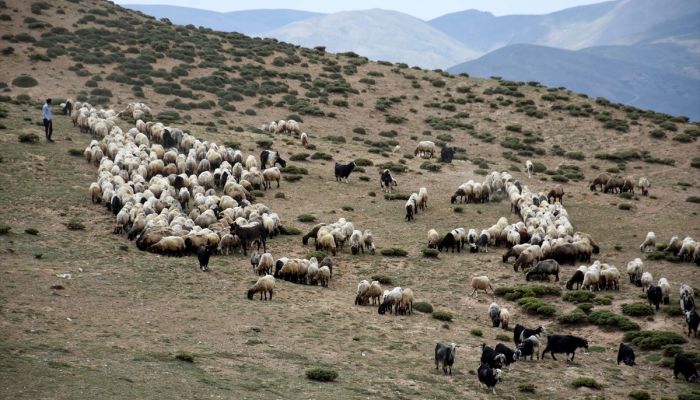 Muş'ta terörden temizlenen yaylalar koyun sürüleriyle doldu 