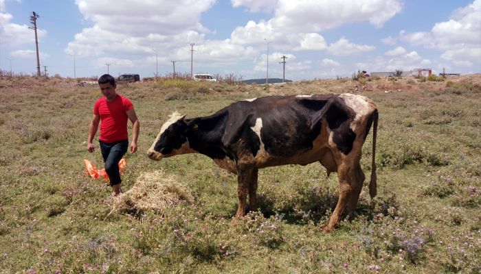Kocaeli'de bataklığa saplanan inek iş makinesiyle kurtarıldı
