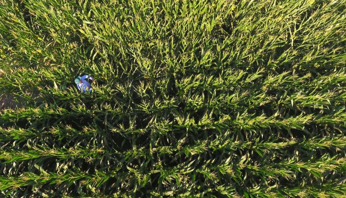 120 dönüm araziye ektiği mısırla belediyeye ek kaynak oluşturacak
