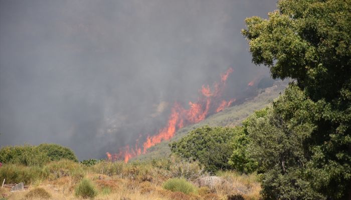 Bodrum'da makilik alanda çıkan yangın kontrol altına alındı
