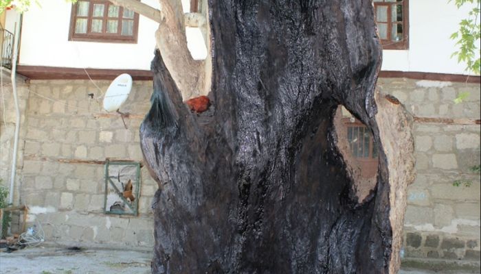 650 yaşındaki tarihi çınar ağacı tedavi edildi