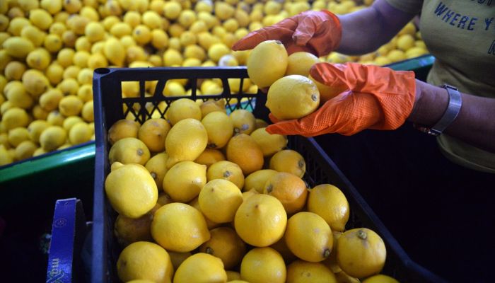 Limon ihracatında ön izin şartının kaldırılması üreticiyi sevindirdi 