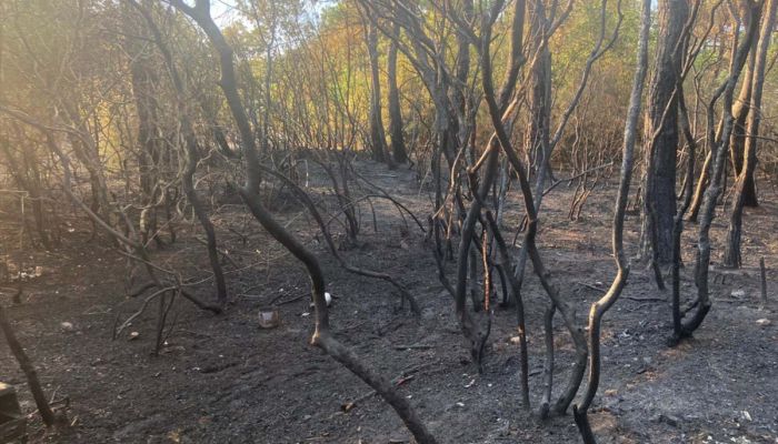 Korudağı'ndaki orman yangını söndürüldü