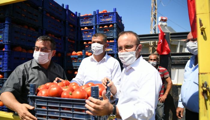 AK Parti Grup Başkanvekili Turan, domates hasat şenliğine katıldı: