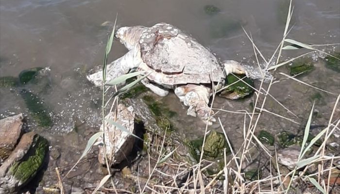 Muğla'da denizde ölü caretta caretta bulundu