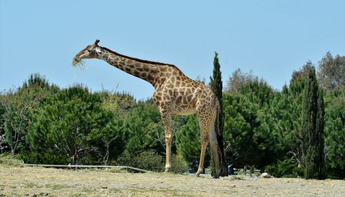 İzmir Doğal Yaşam Parkı'nın simge hayvanlarından zürafa "Zarife" hayatını kaybetti 