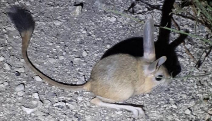 Amasya'da "Arap tavşanı" görüntülendi 