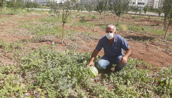 Diyarbakır Bağlar Belediyesinin yetiştirdiği organik meyveler ihtiyaç sahiplerine dağıtıldı